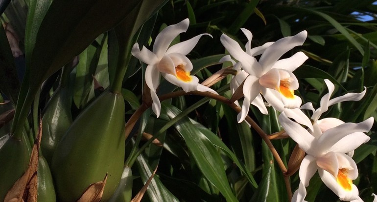 Coelogyne flower