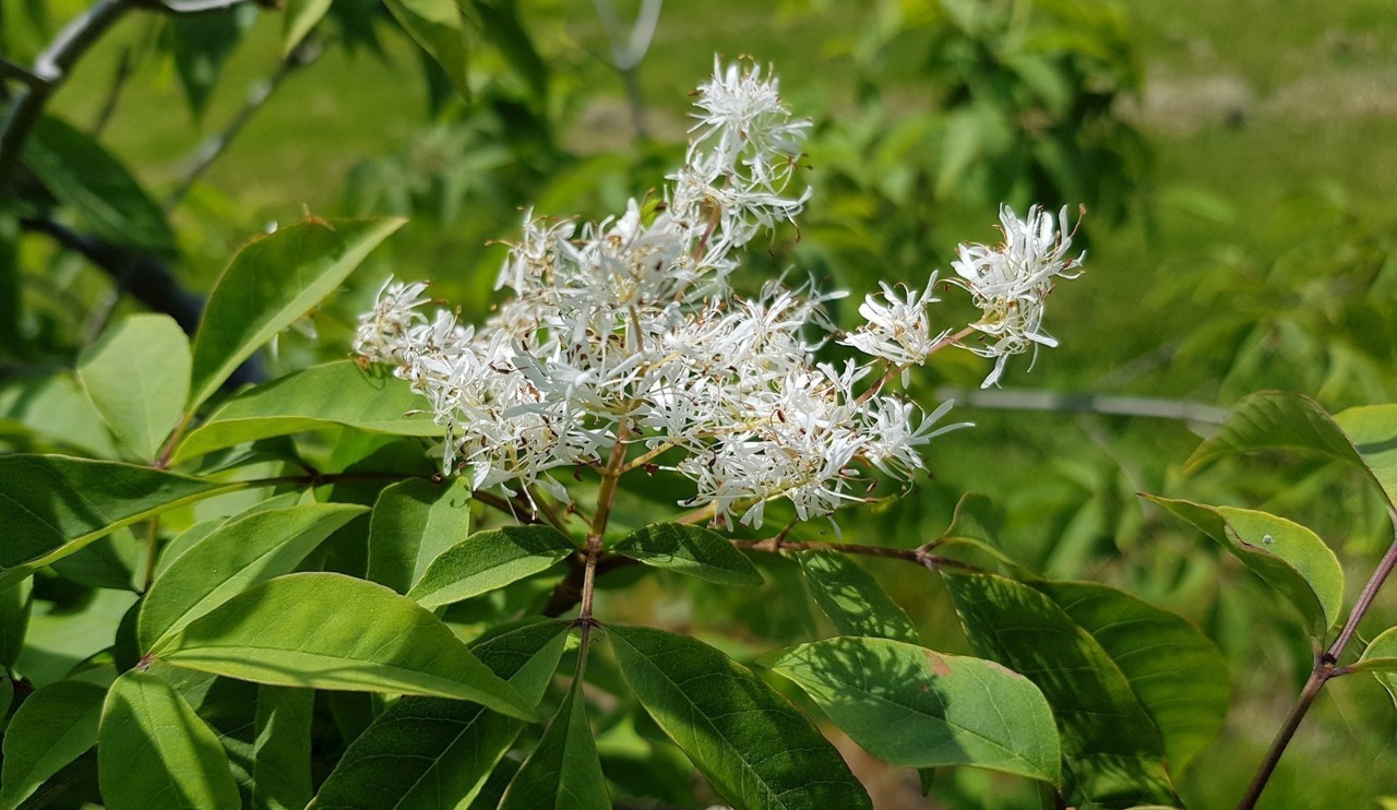 Fraxinus lanuginosa F. serrata - flowers