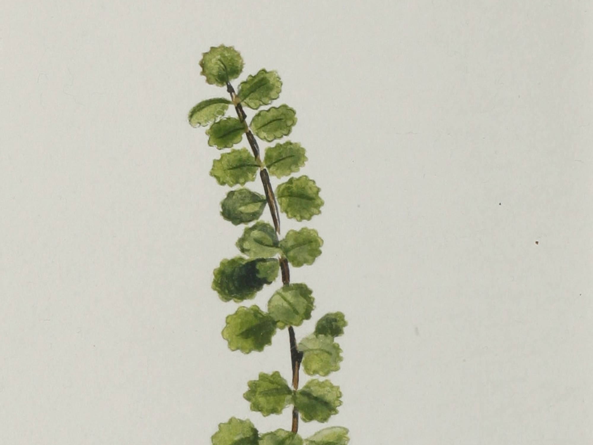Dwarf Birch, Jane Wisely