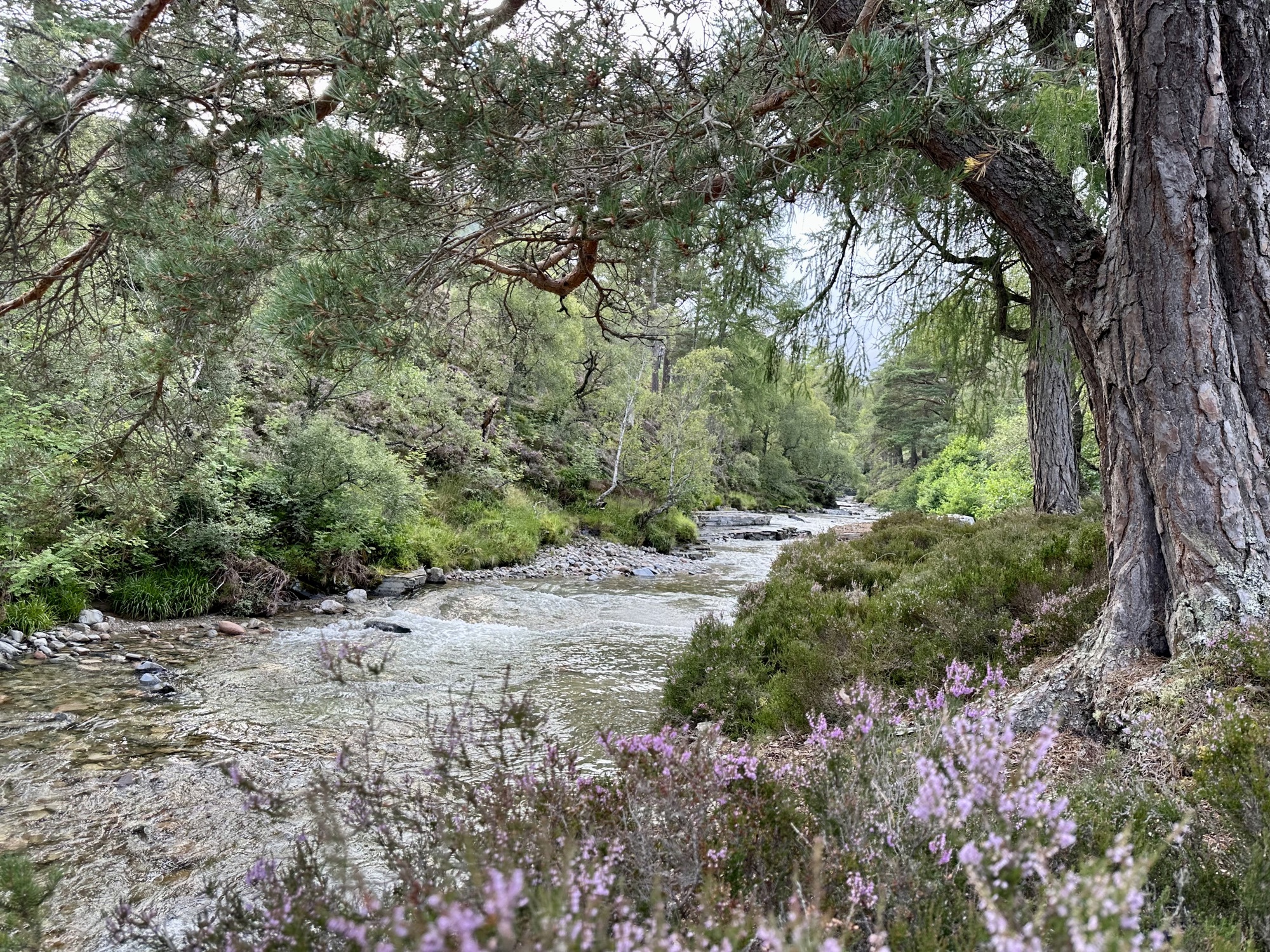 River and vegetation