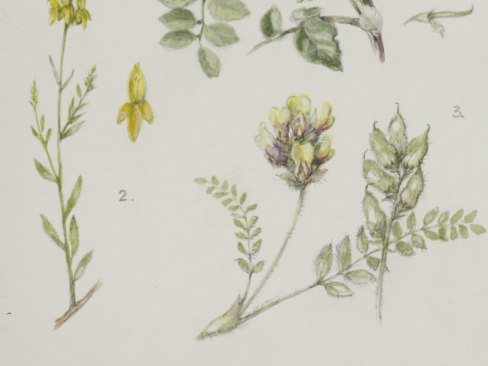Yellow Oxytropis, Mary McMurtrie