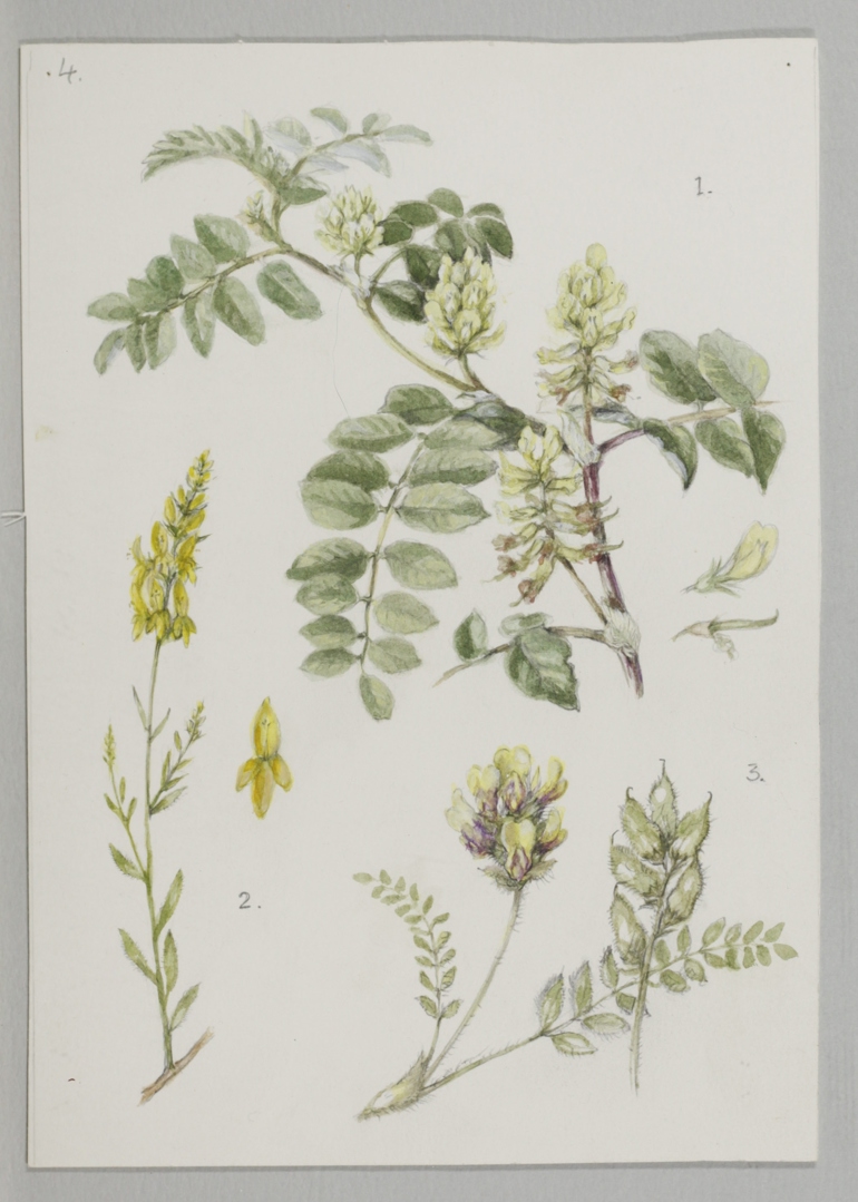 Yellow Oxytropis, Mary McMurtrie