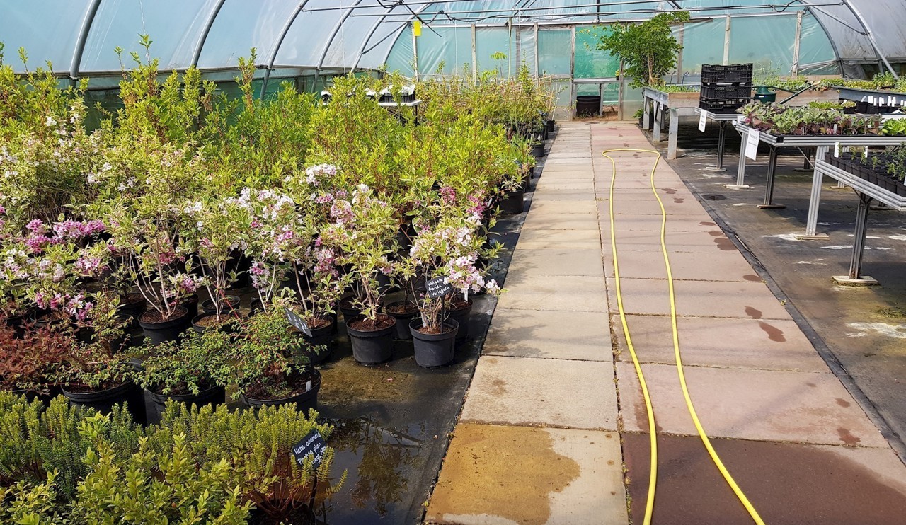 Plants in a poly tunnel