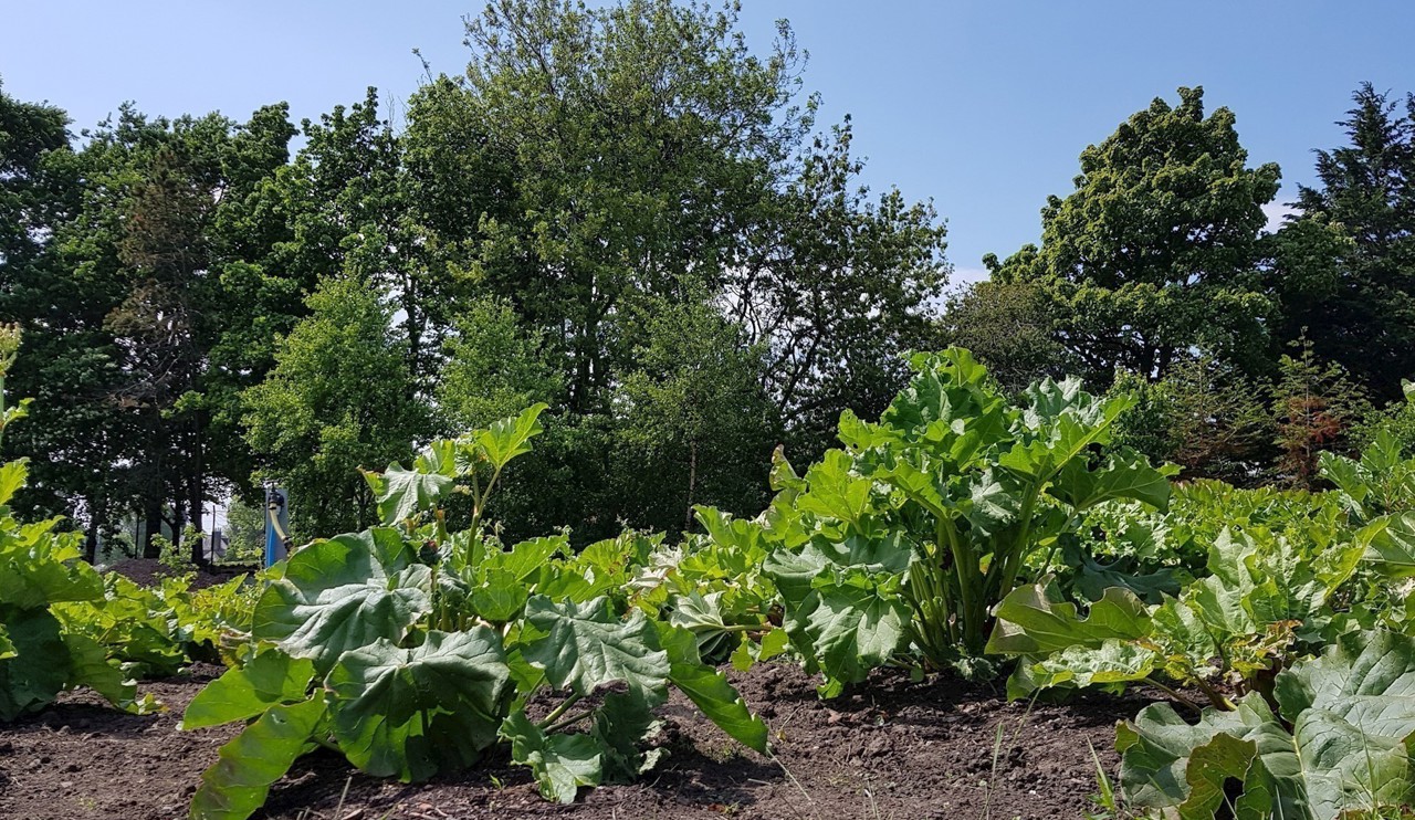 Growing Rhubarb in the Vegetable Garden