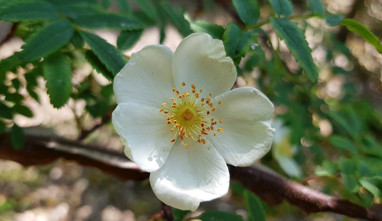 Rosa sericea