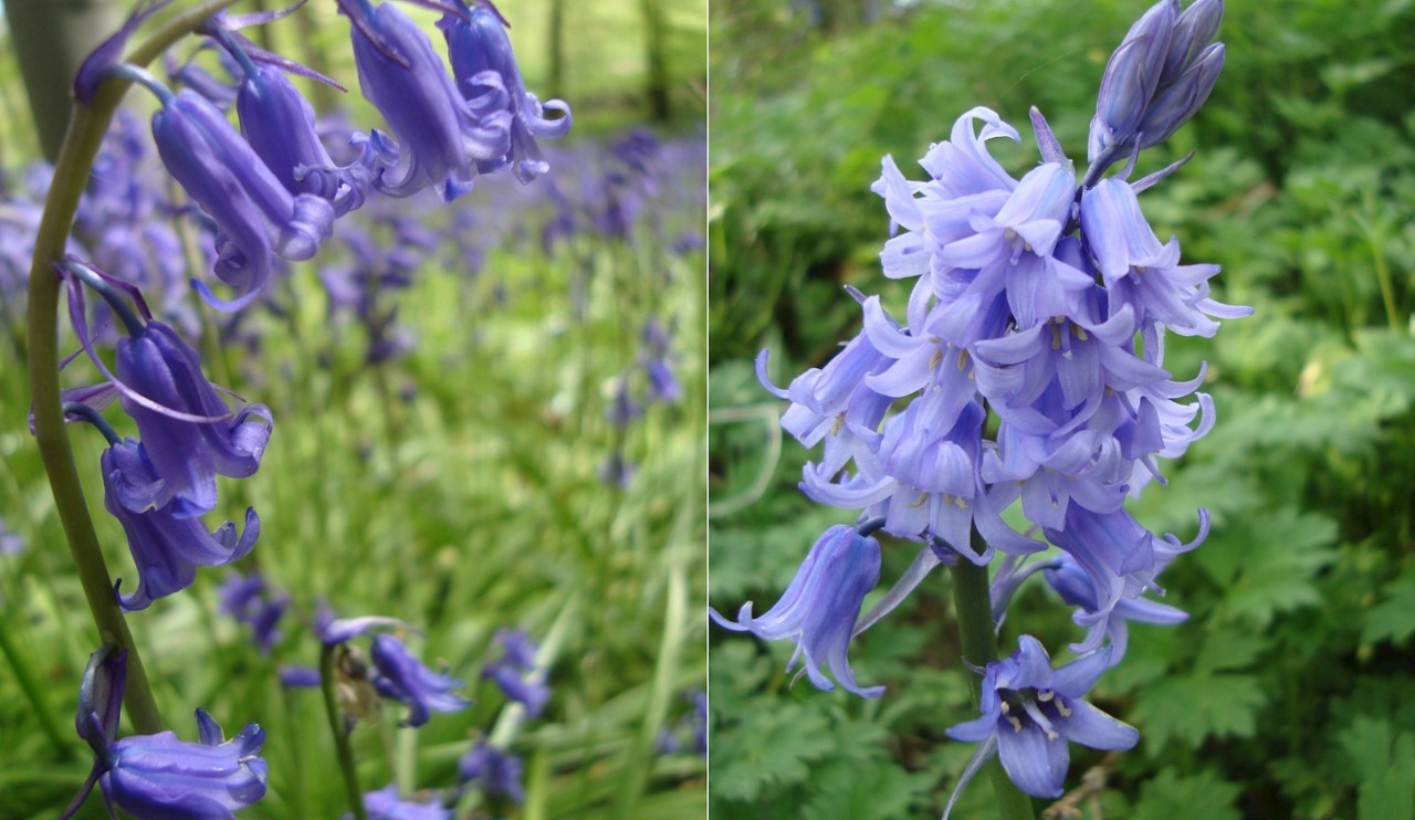 Native and Spanish Bluebell flowers