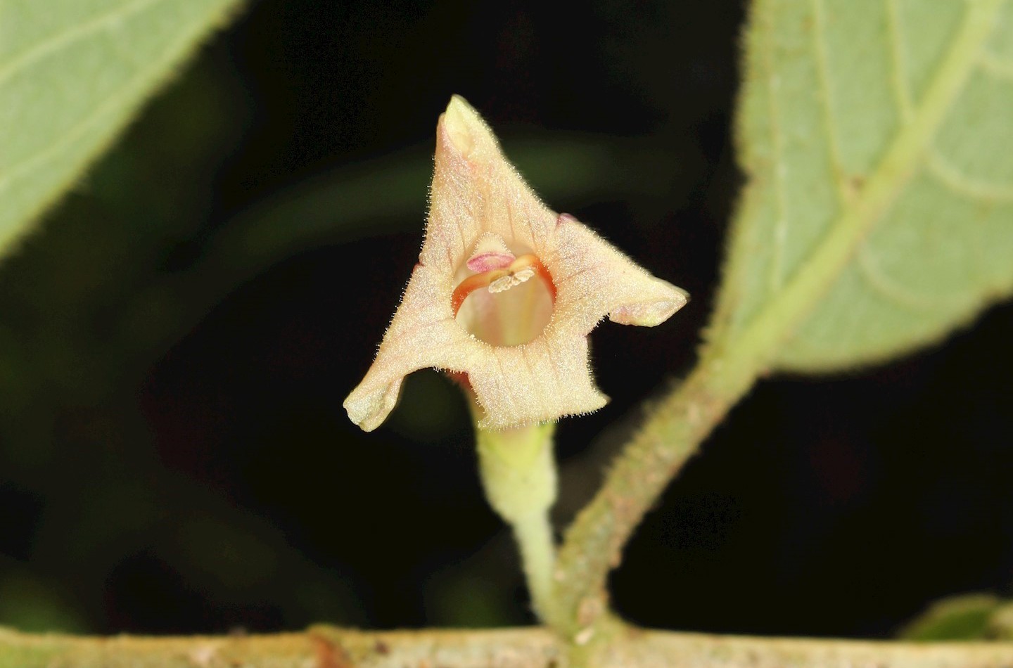 Pale yellow flower of Cyrtandra mollis from Sulawesi