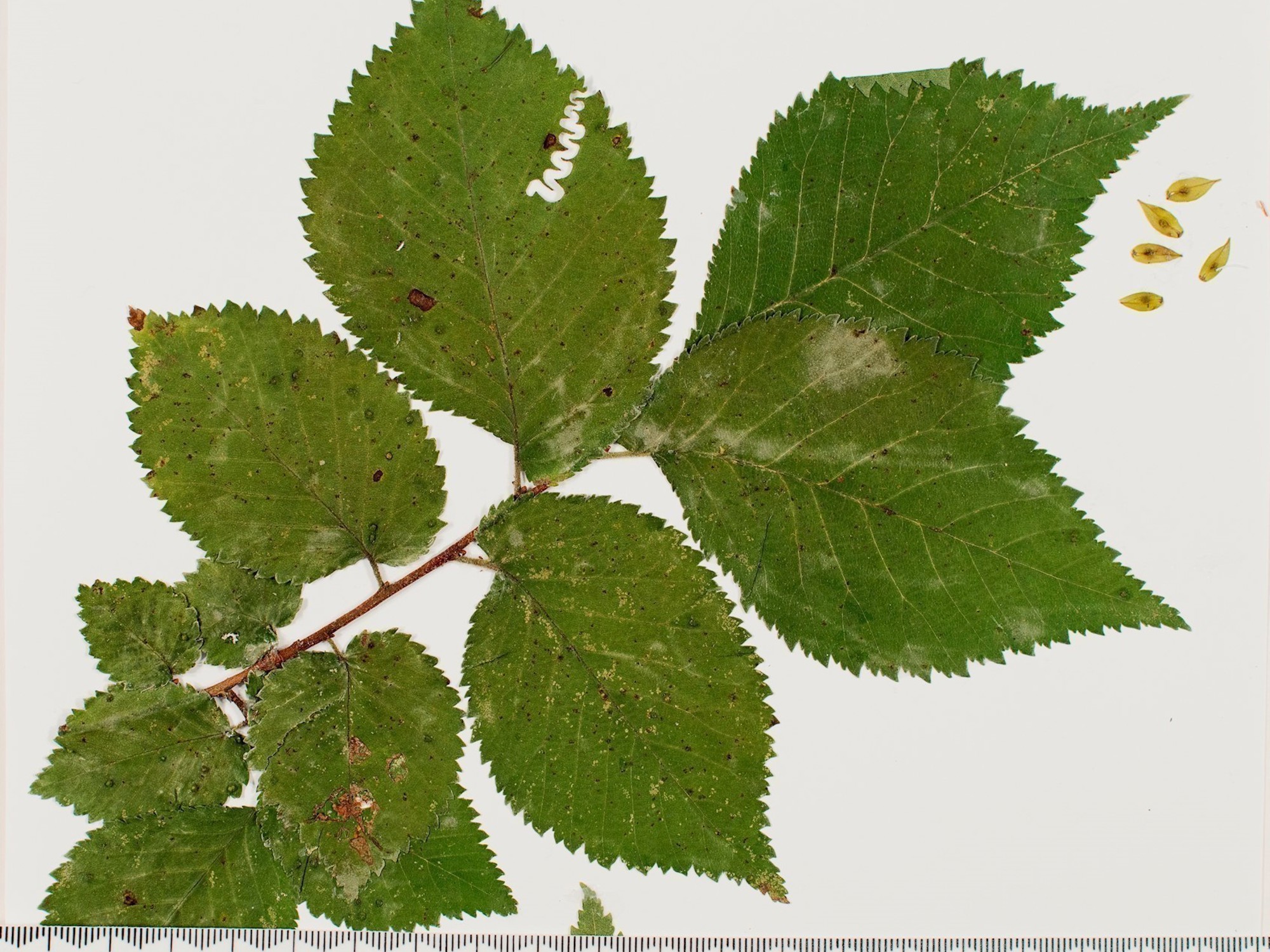 Elm sawfly shoot