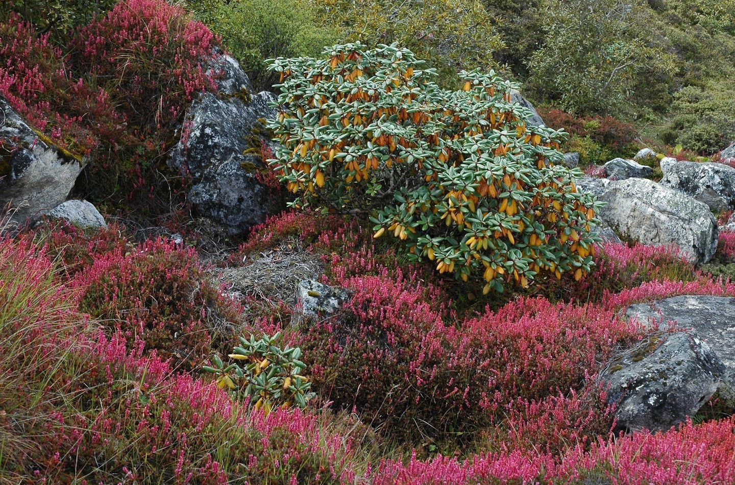 Hillside with Rhododendrons and dark pink Bistorta