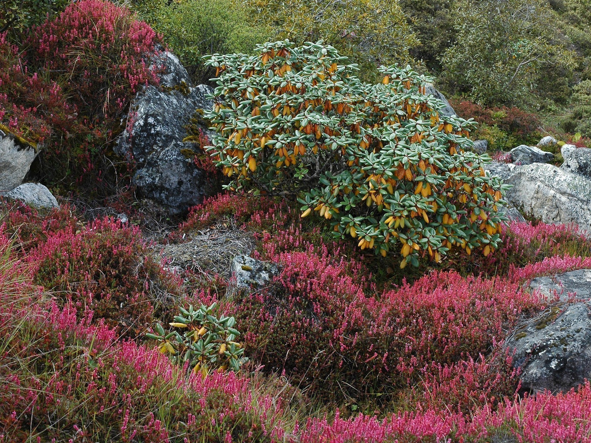 Hillside with Rhododendrons and dark pink Bistorta
