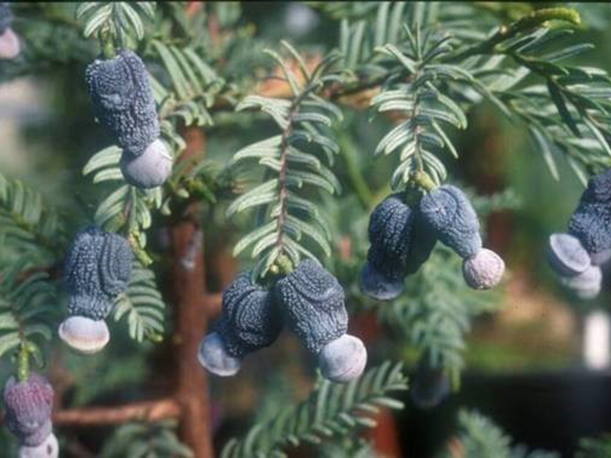 Dark purple Acmopyle pancheri female cones