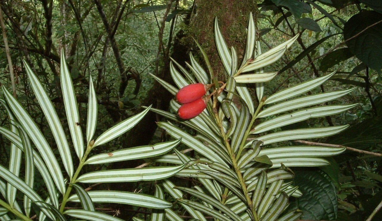 Underside of the foliage of Amentotaxus yunnanensis showing bright white stomatal bands and red cones