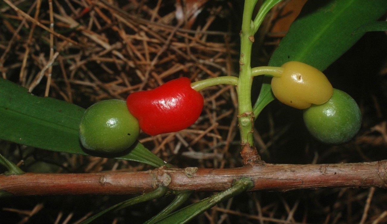 Red and green female cones of Podocarpus orarius