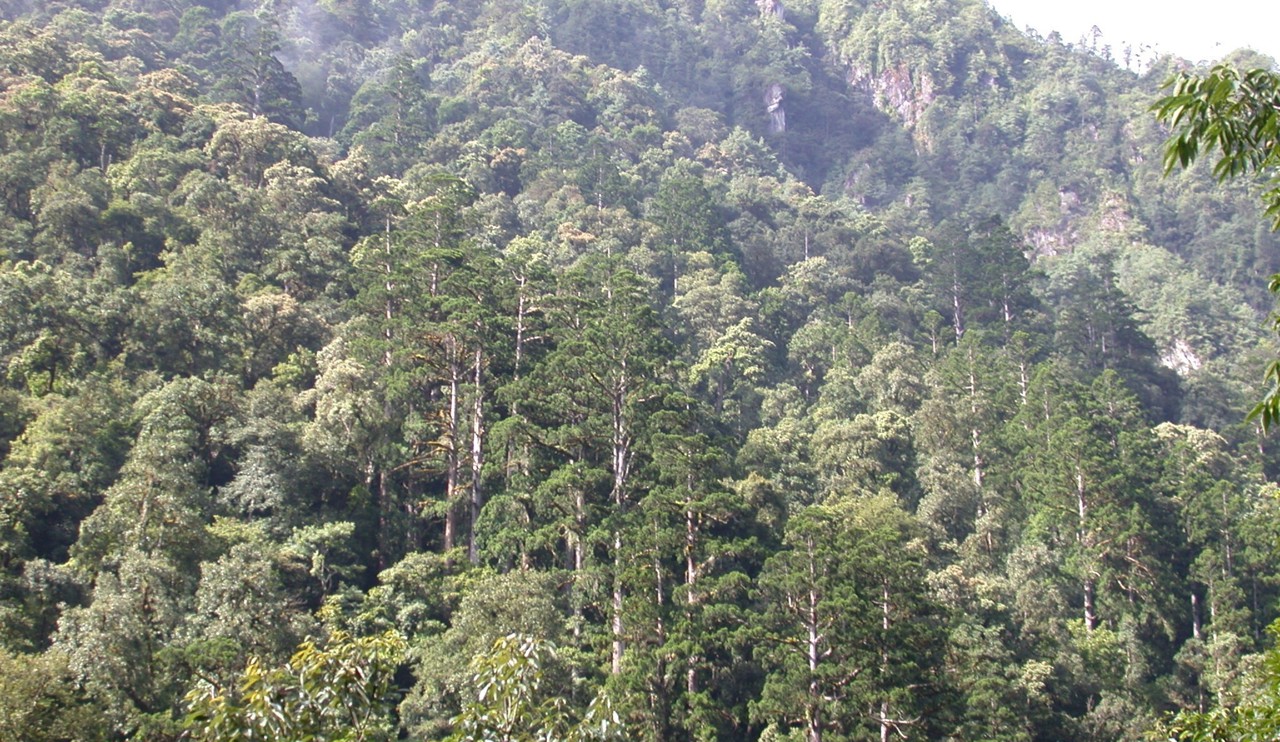 Taiwania forest on steep slopes, Gongshan, Yunnan