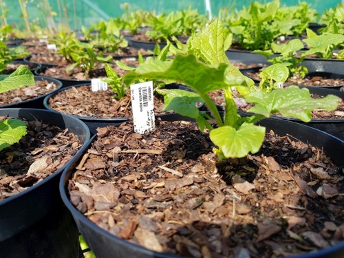 young plants growing in pots