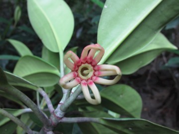 Flower of Bruguieria gymnorhiza (Rhizophoraceae)