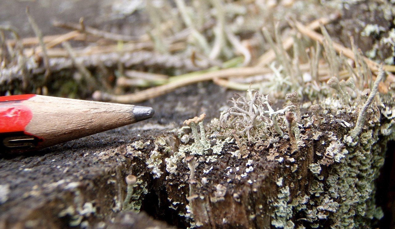 Pencil point compared with the tiny stalks of stump lichen, Cladonia botrytes