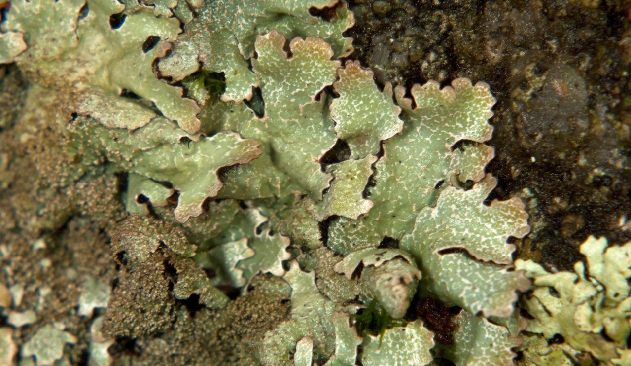 Parmelia saxatilis, a blue-grey sheild lichen on rock