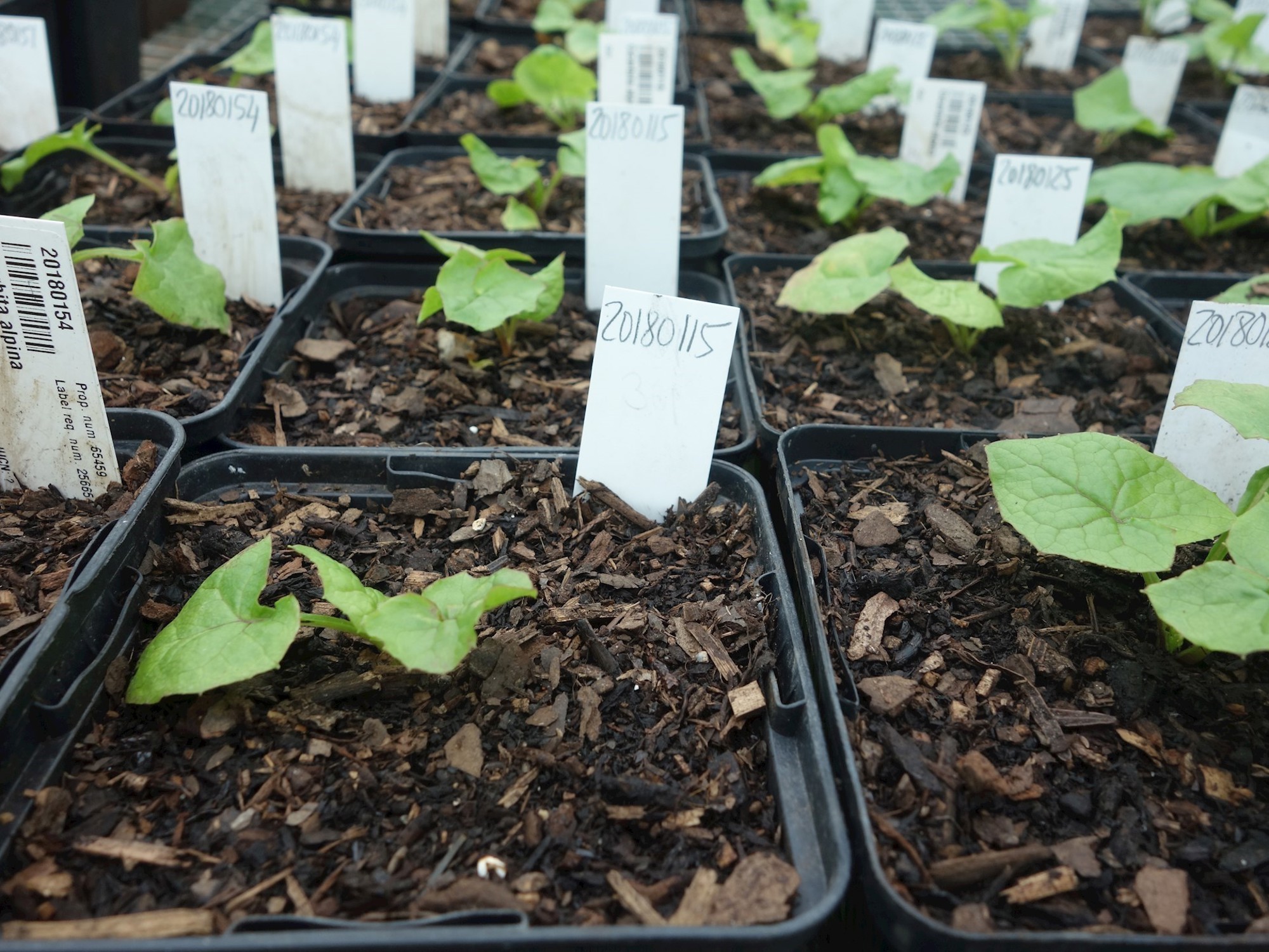Seedlings in rows of plant pots