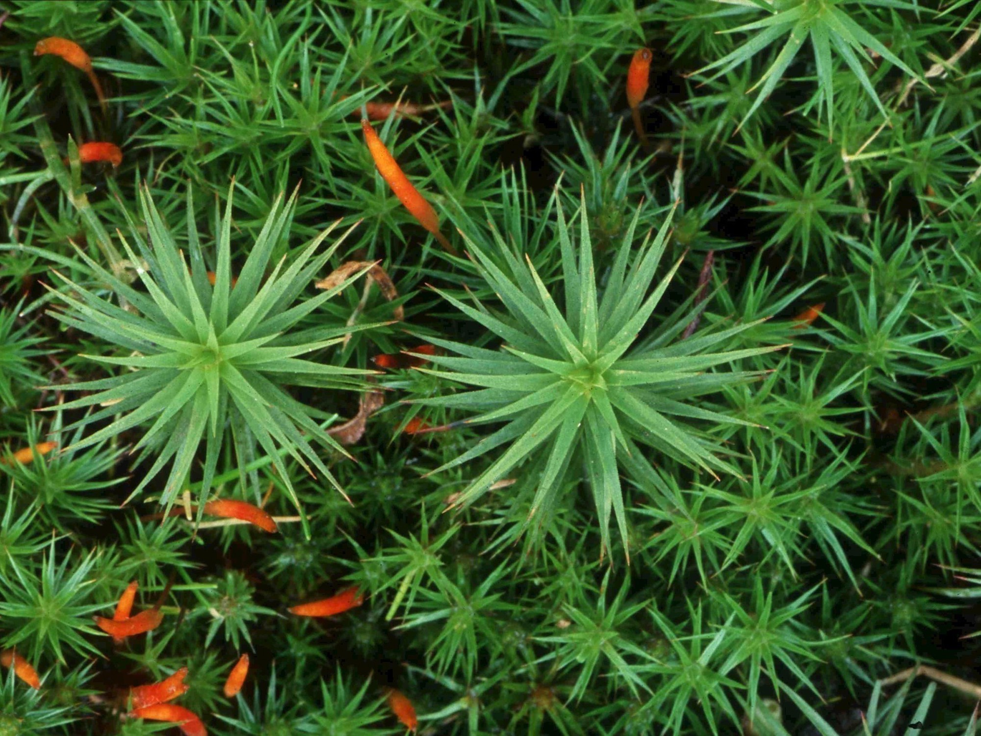 Polytrichum species