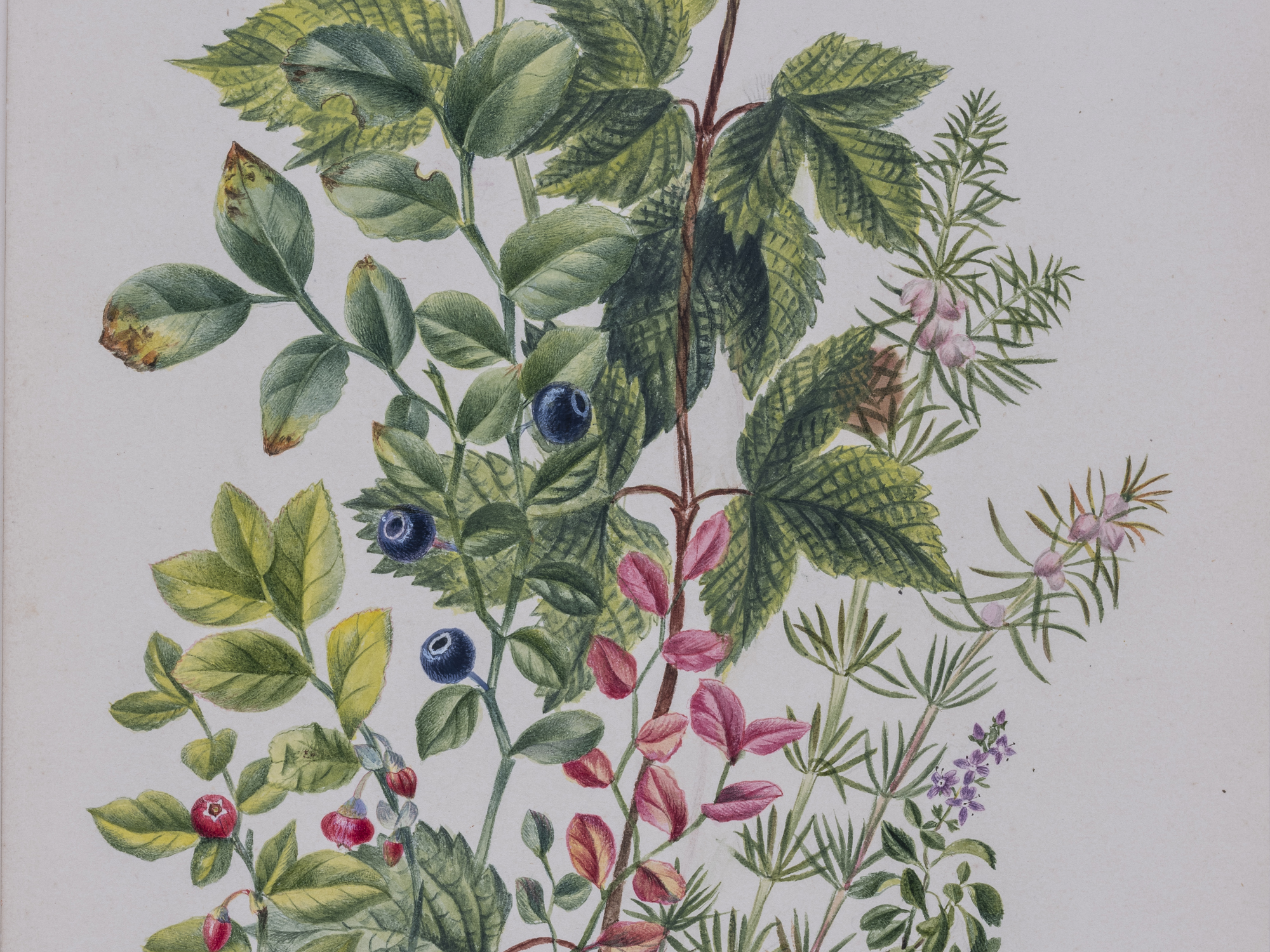 Blaeberry, Charlotte Cowan Pearson