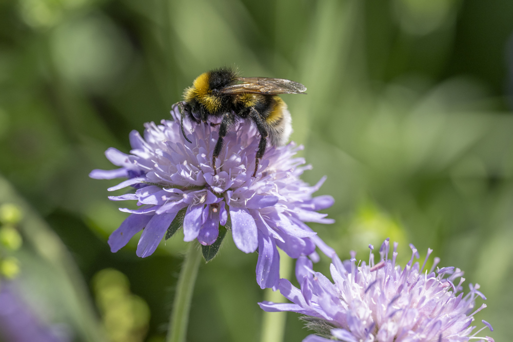 Close up of bee on purple wildflower in living lawn