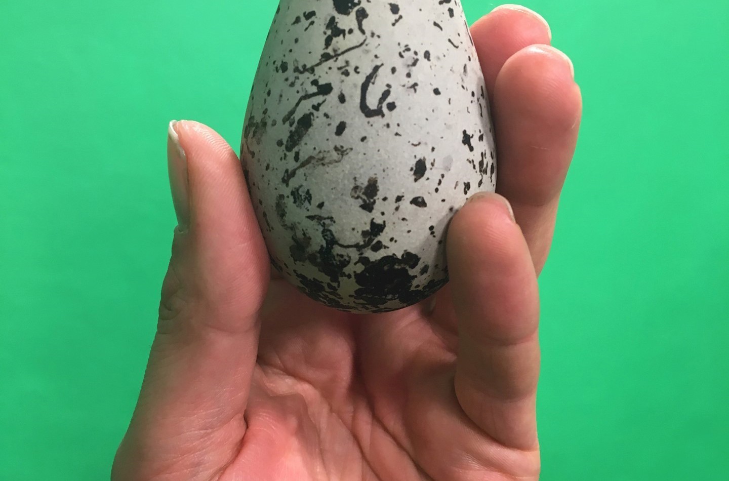 Bird egg from "Natural Selection" exhibition