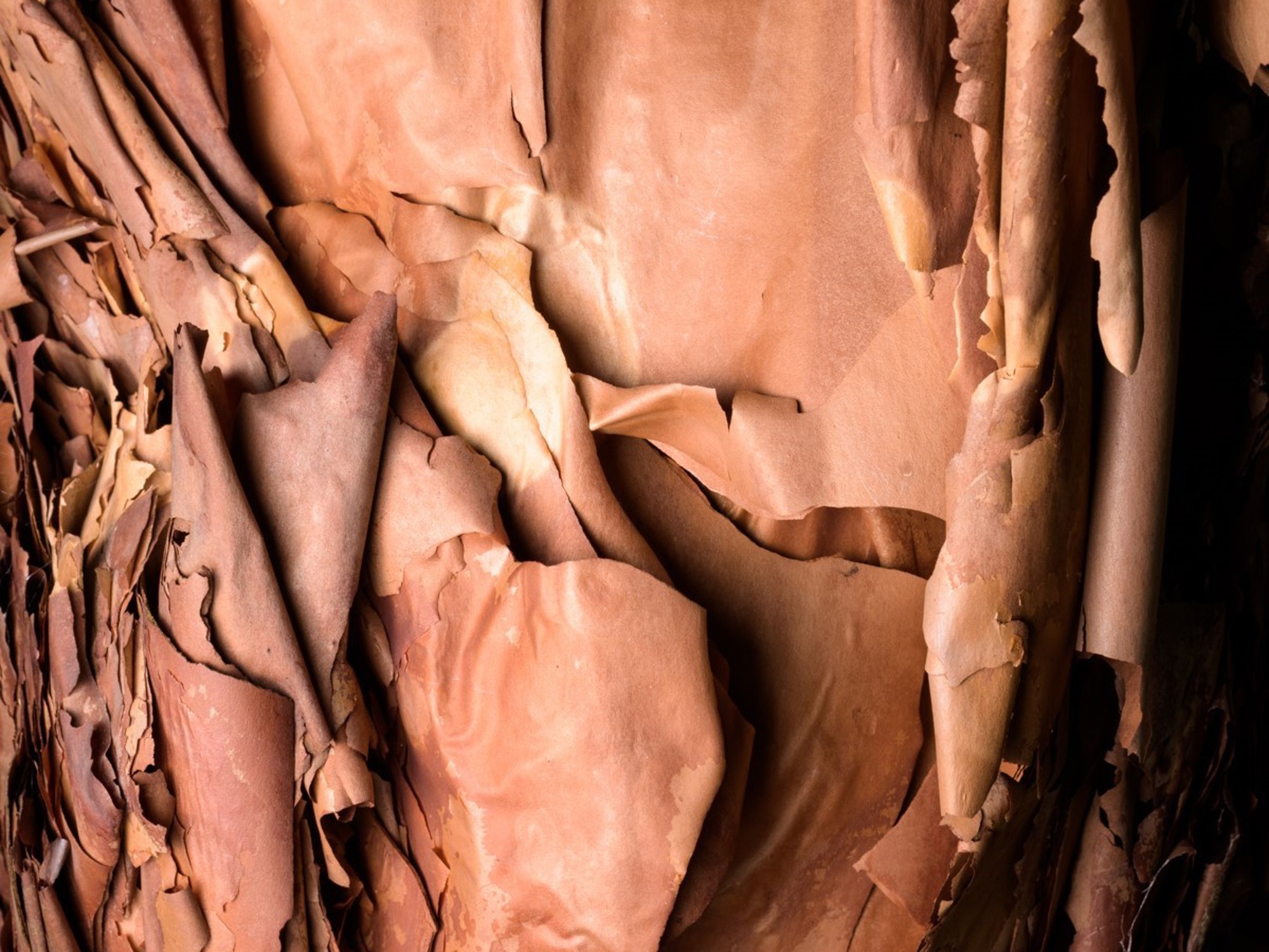 Polylepis australis - close-up