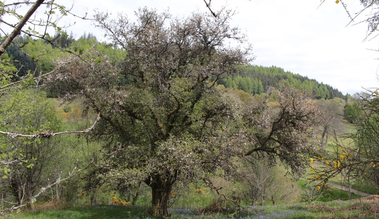 Hillside with tree in the foreground