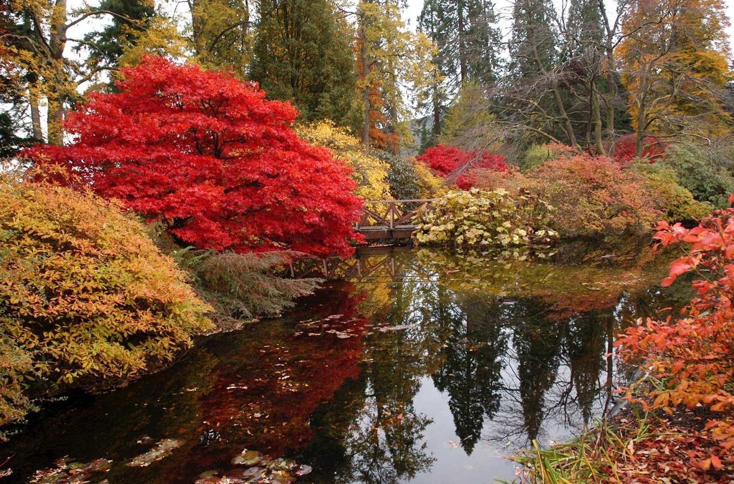 The Pond in autumn