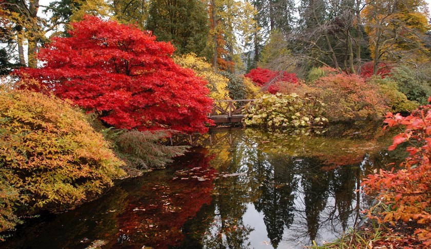 The Pond in autumn