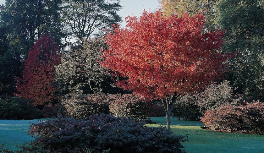 Autumnal shades in Edinburgh