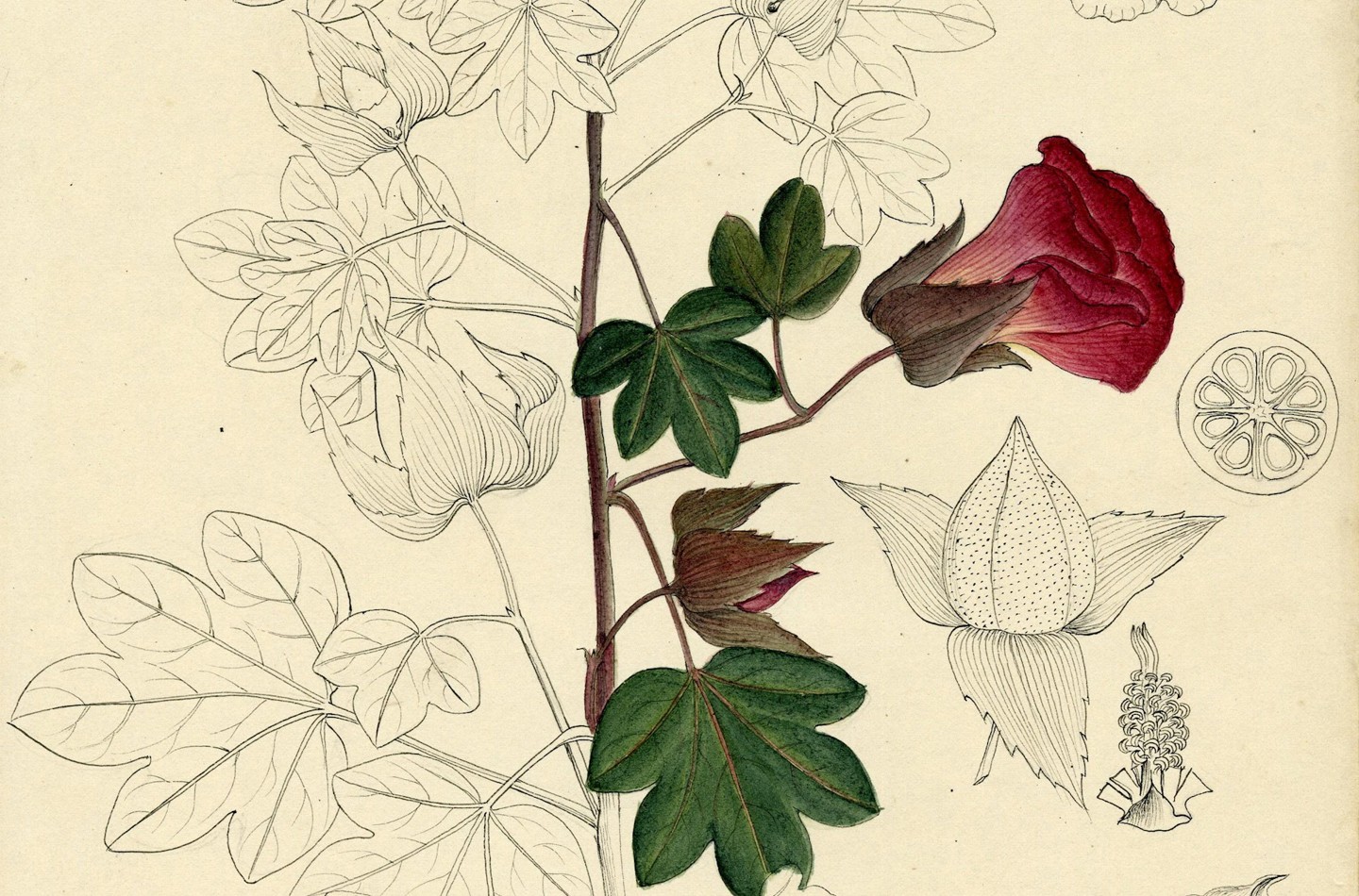 Half coloured pencil drawing of roses and Norway maple leaves.