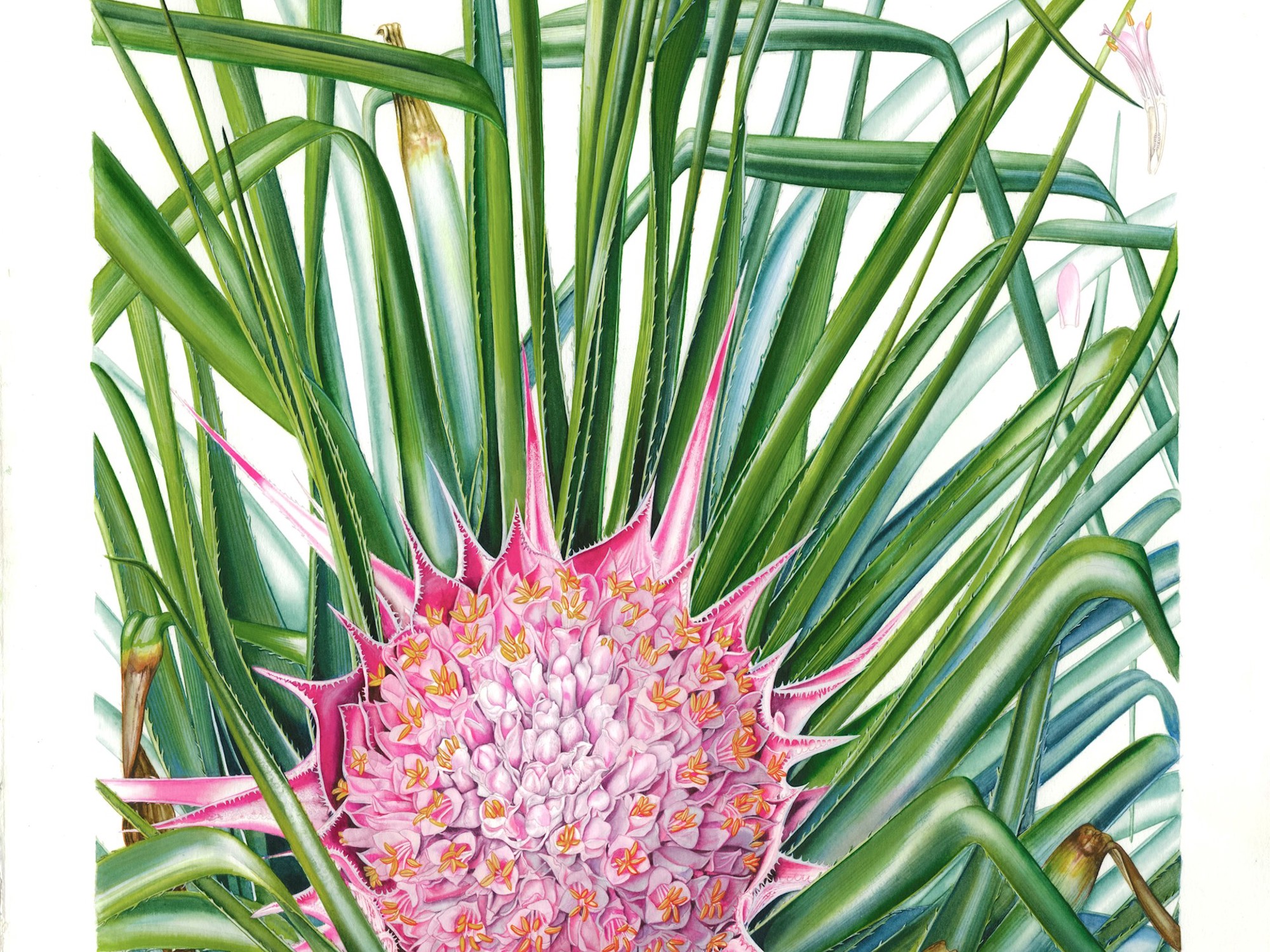 Ochagavia carnea by Gülner Ekşi