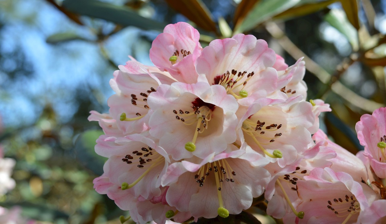 Rhododendron Arizelum
