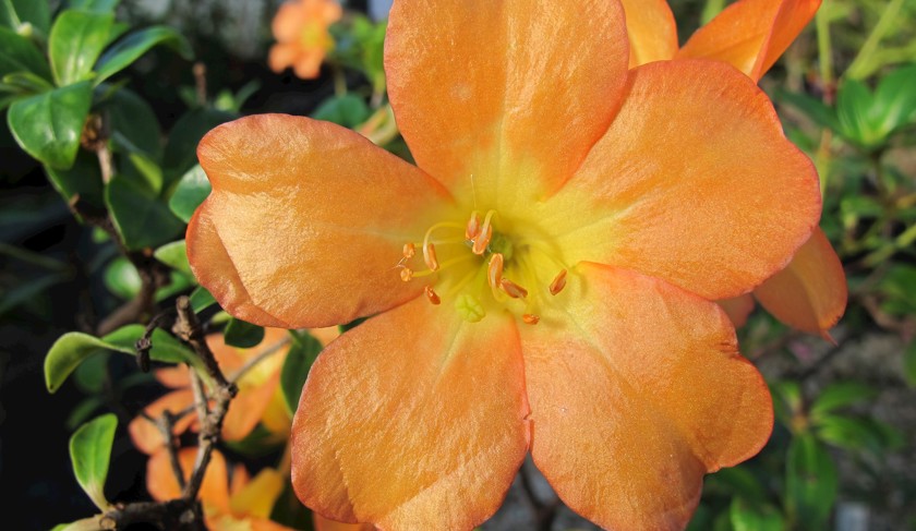 Rhododendron acrophilum