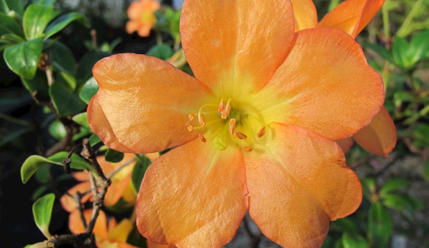 Rhododendron acrophilum