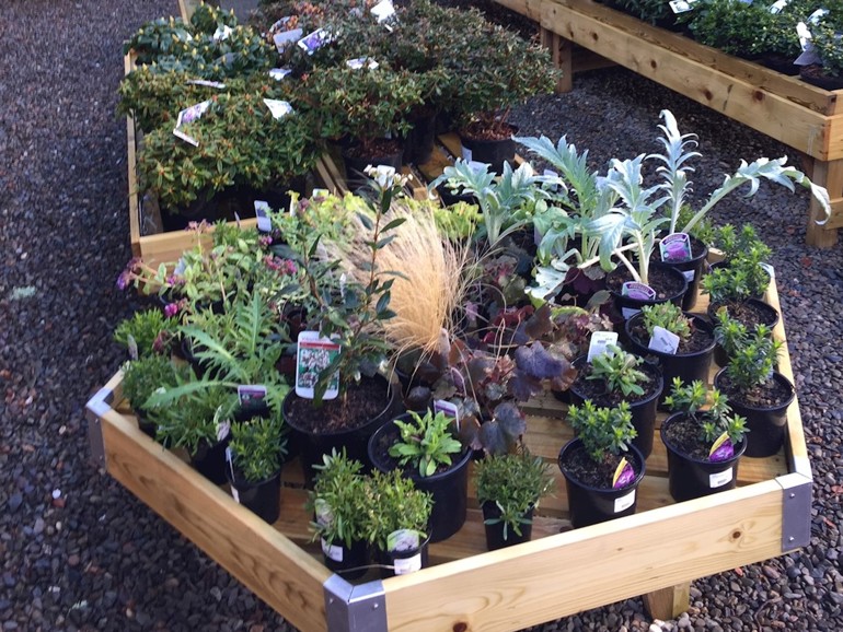 Plant pots in wooden holder 