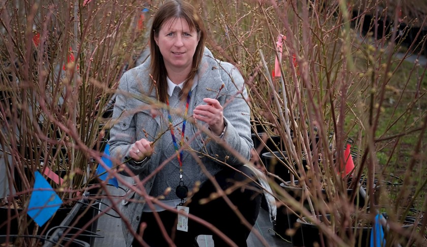Dr Susan Callum with blueberries in field trials