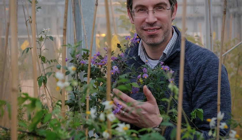 Dr Ingo Hein with wild potatoes from the Commonwealth Potato Collection