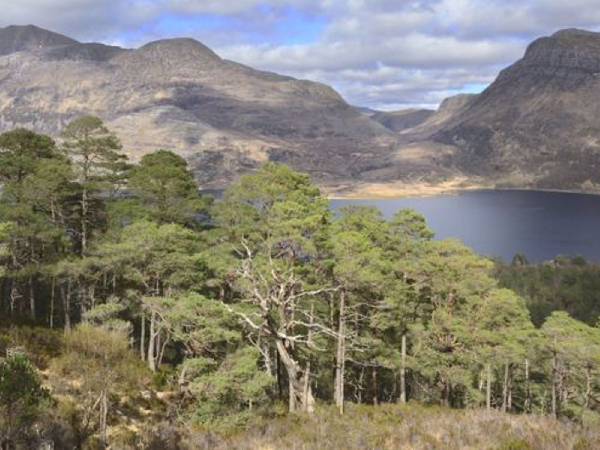 Scots pines at Beinn Eighe National Nature Reserve
