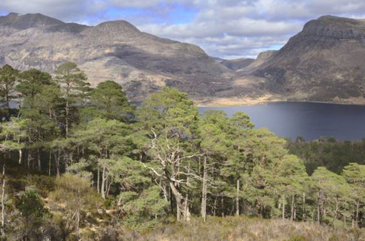 Scots pines at Beinn Eighe National Nature Reserve