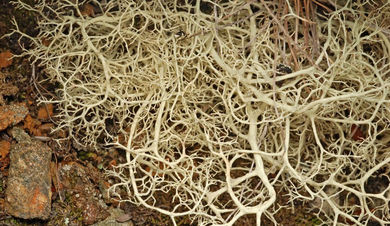 Alectoria ochroleuca – alpine sulphur tresses, a mass of tangled branches on mountain summits