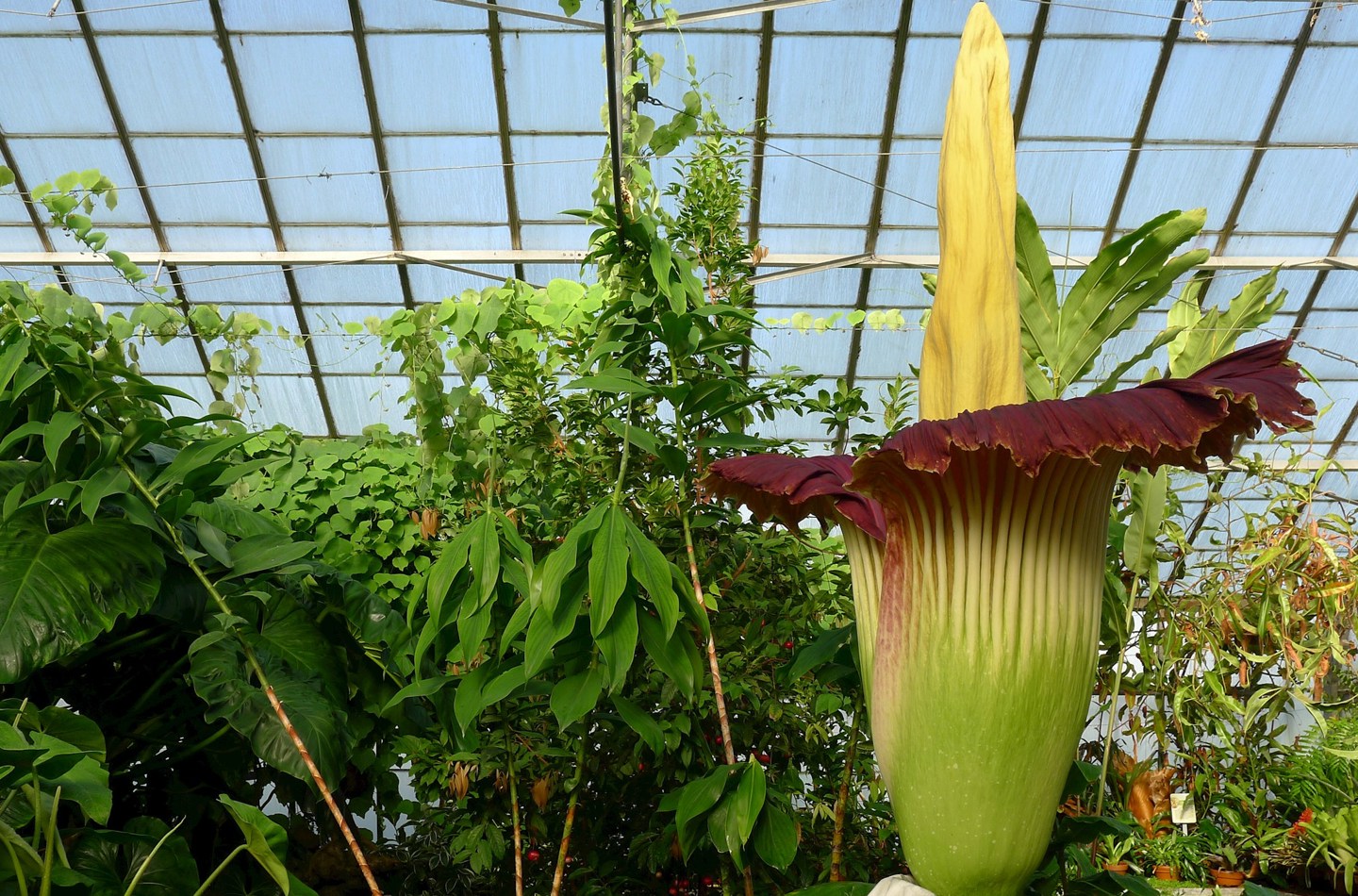 Amorphophallus titanum flower