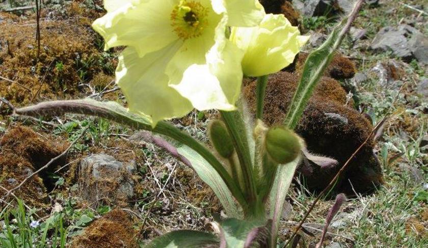 Yellow flower of Meconopsis Integrifolia growing in the wild