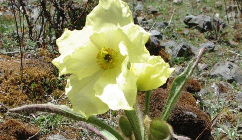 Yellow flower of Meconopsis Integrifolia growing in the wild