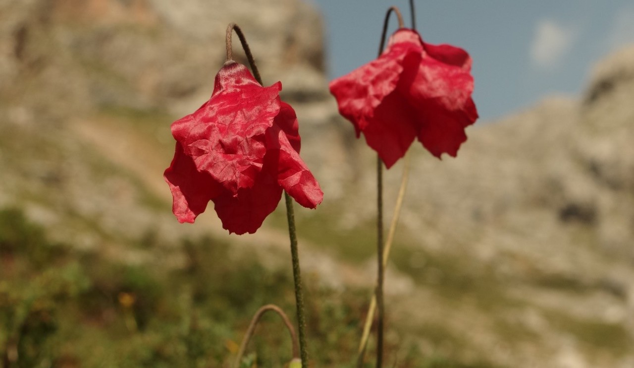 papery red petals of Meconopsis Punicea
