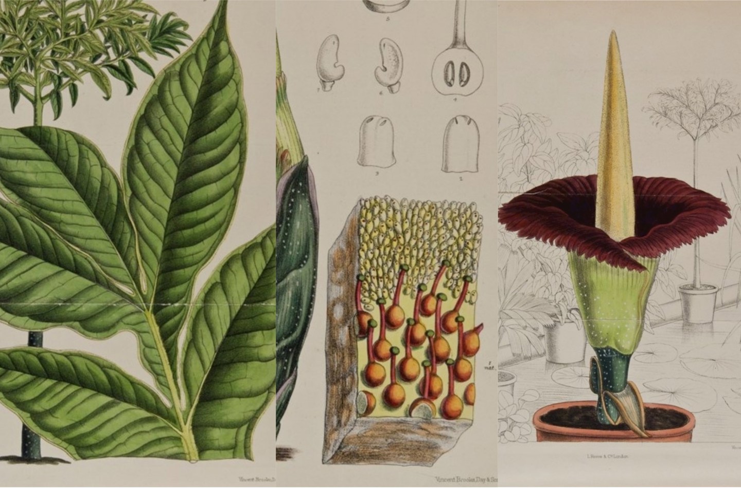 Curtis's Botanical Magazine volume of 1891 (plates 7153, 7154, 7155) - plates drawn by Matilda Smith.