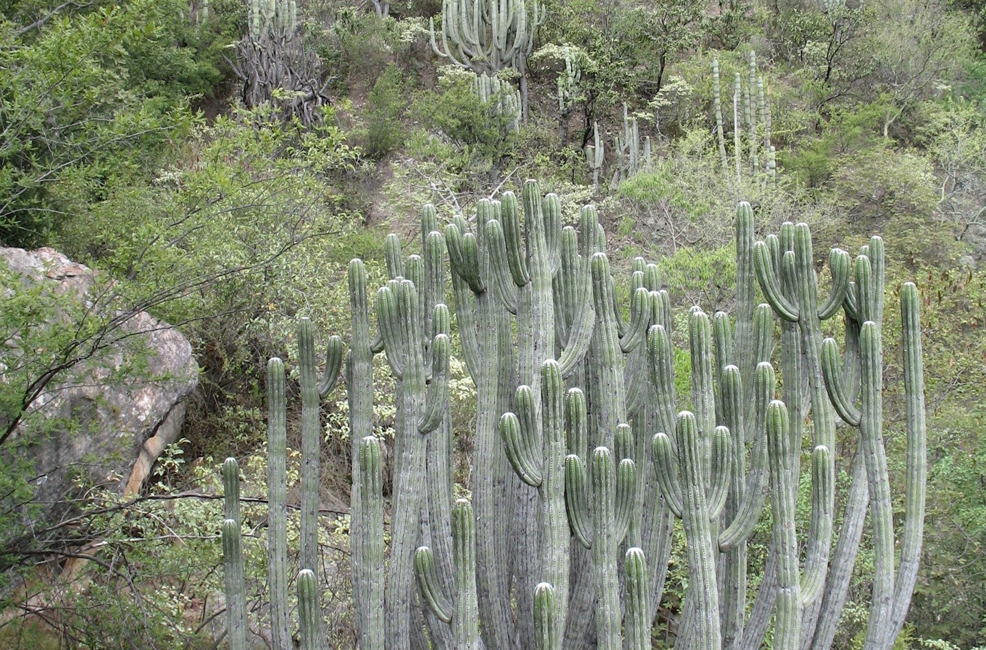 A steep dry slope with large boulders covered in spiny shrubs and large candelabra like cacti.