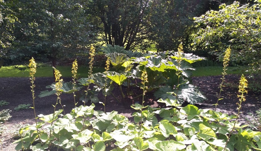 Ligularia fischeri  and Gunnera manicata in the Raingarden (2019)